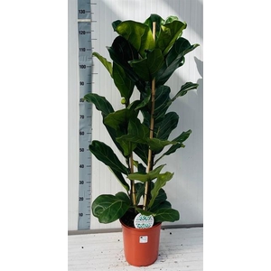 Ficus Lyrata 24Ø 145cm 2pp