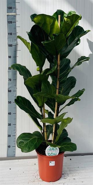 Ficus Lyrata 24Ø 145cm 2pp