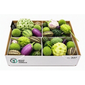 Sier Cucumis Mix Spec Lilac X4 Holl