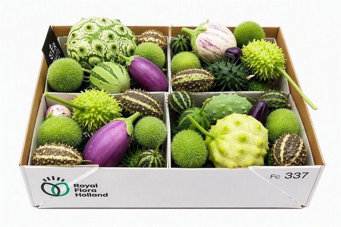 <h4>Sier Cucumis Mix Spec Lilac X4 Holl</h4>