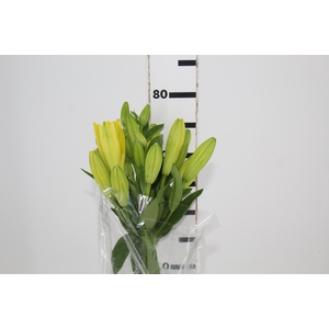 LIRIO NASHIVELLE 080 CM HA 2/3 FLS