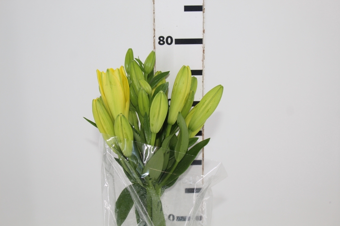 <h4>LIRIO NASHIVELLE 080 CM HA 2/3 FLS</h4>