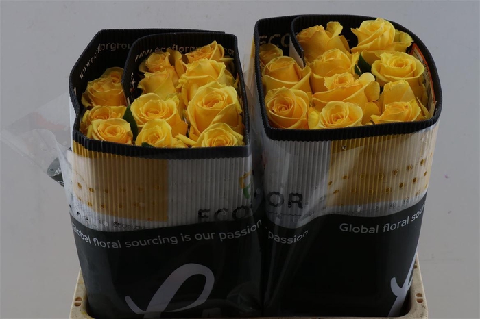 <h4>R Gr Super Sun</h4>