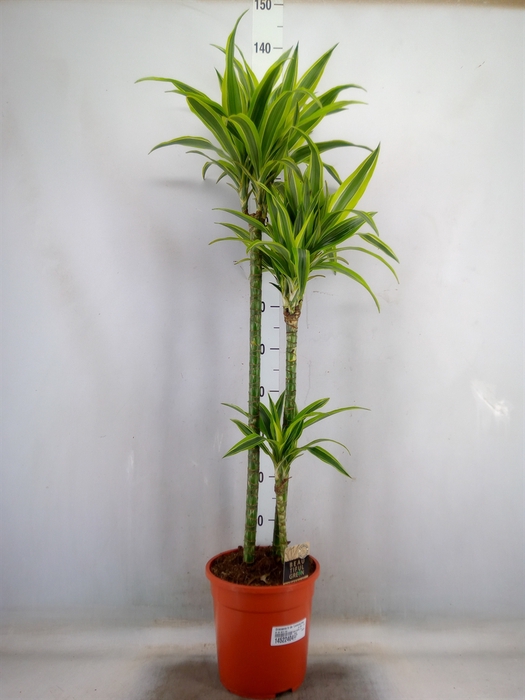<h4>Dracaena fr de 'LemonLime'</h4>