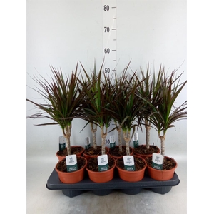Dracaena marg. 'Magenta'