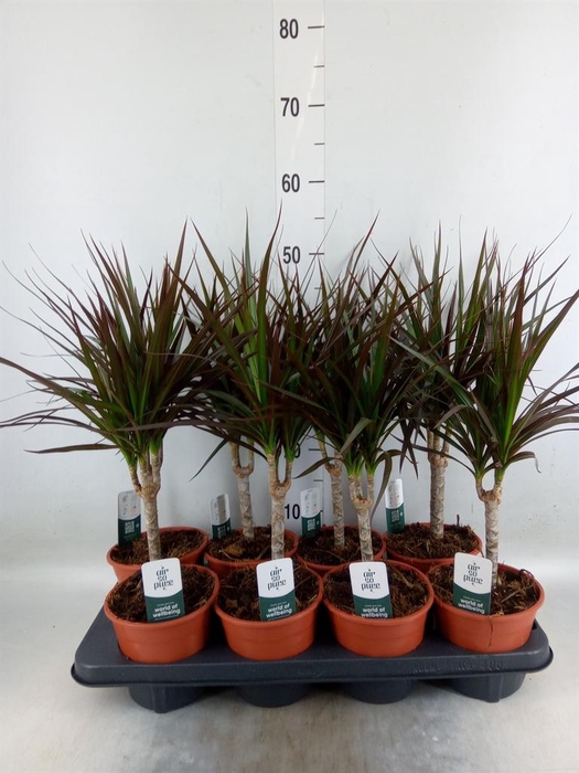 <h4>Dracaena marg. 'Magenta'</h4>