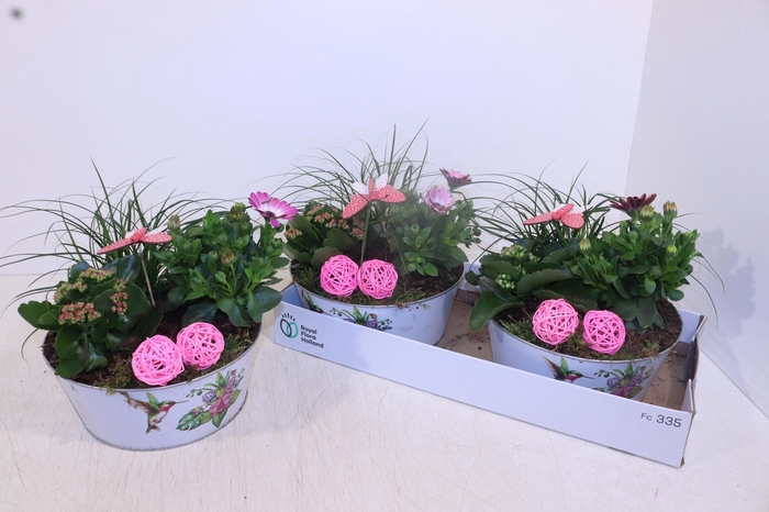 <h4>ARR TUINPLANTEN</h4>