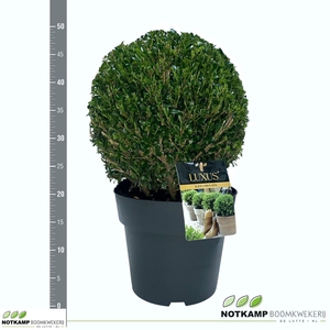 ILEX CR LUXUS GLOBE