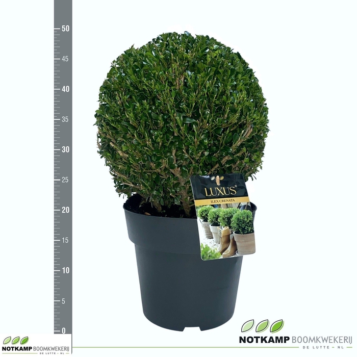 <h4>ILEX CR LUXUS GLOBE</h4>