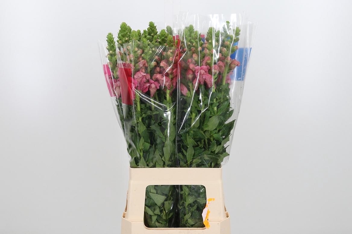 <h4>Antir Maryland Pink</h4>