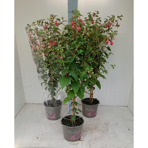 FUCHSIA OV