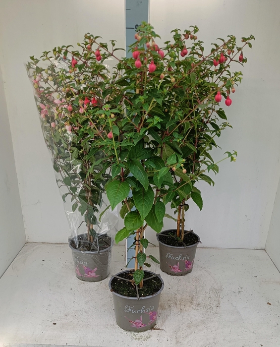 <h4>FUCHSIA OV</h4>