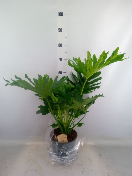 <h4>Philodendron bipinn. 'Little Hope'</h4>