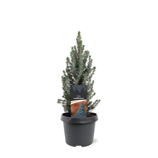 <h4>Picea glauca 'Sander's Blue'</h4>