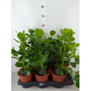 Clusia rosea 'Princess'