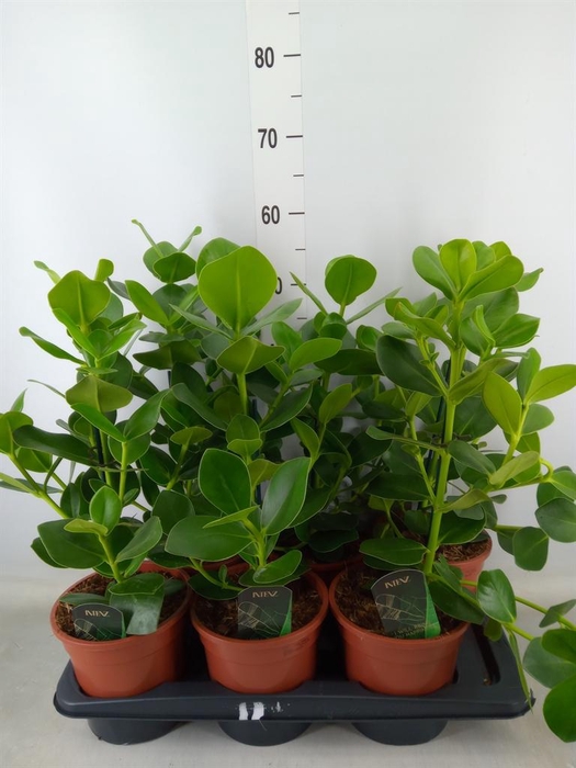 <h4>Clusia rosea 'Princess'</h4>