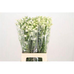 DELPH EN M SIL WHITE