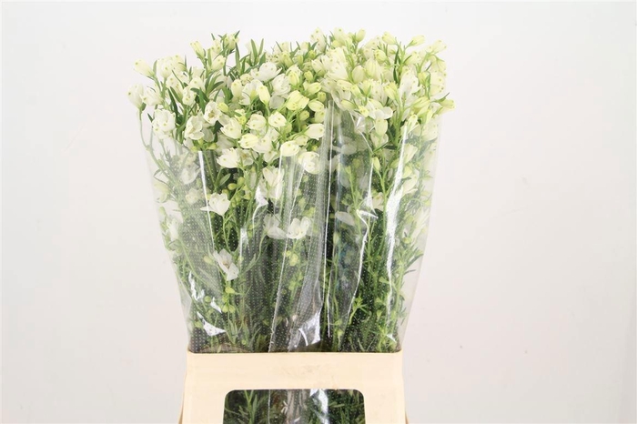 <h4>DELPH EN M SIL WHITE</h4>