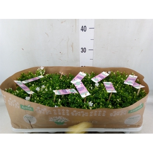 Campanula porten. 'Ambella White'
