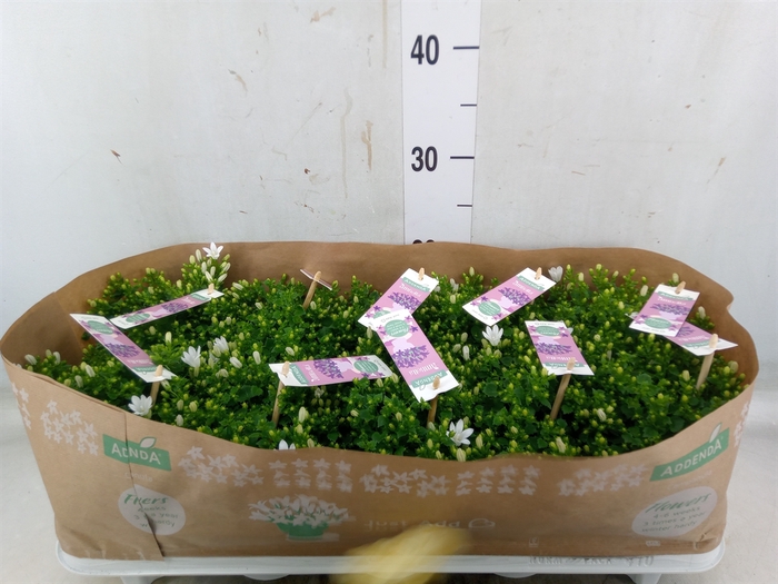 <h4>Campanula porten. 'Ambella White'</h4>