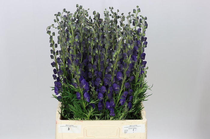 <h4>Aconitum Napellus</h4>