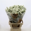 Limonium sinuatum 'White Starligh'