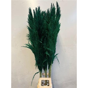 Cortaderia Green
