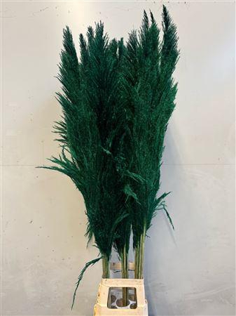 <h4>Cortaderia Green</h4>