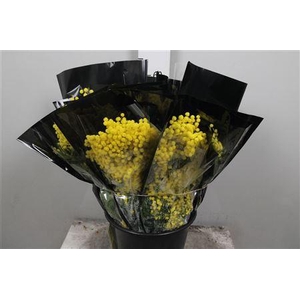 Acacia Mirandol Per Bunch 150 Gram