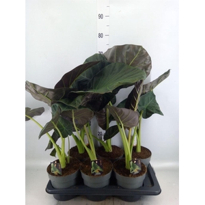 Alocasia   ...