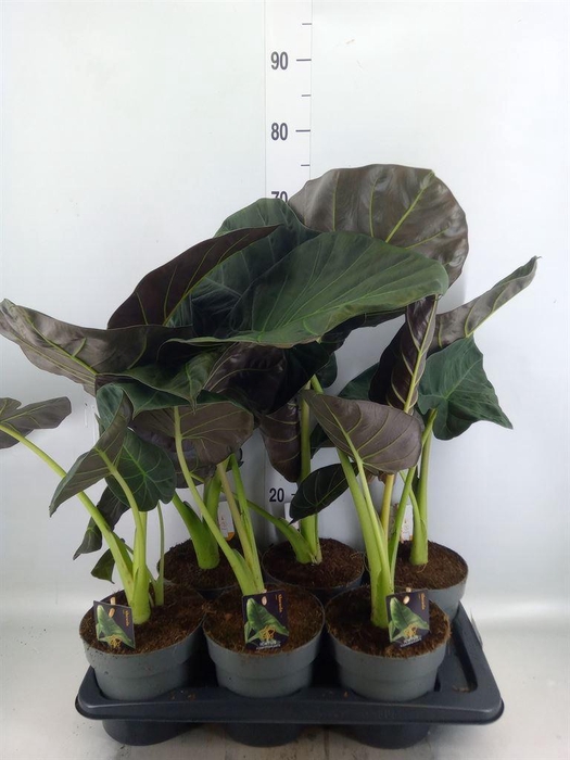 <h4>Alocasia   ...</h4>