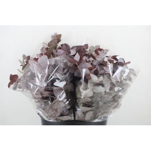 Euca Cinerea Short Red Abs 150gr P Bunch
