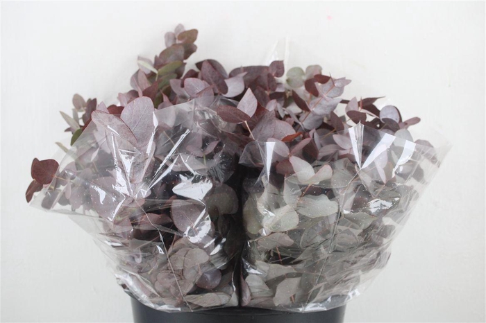 <h4>Euca Cinerea Short Red Abs 150gr P Bunch</h4>