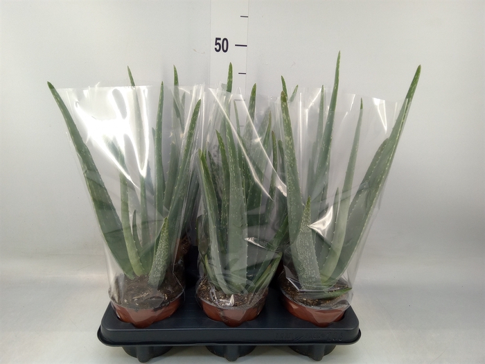 <h4>Aloe vera</h4>