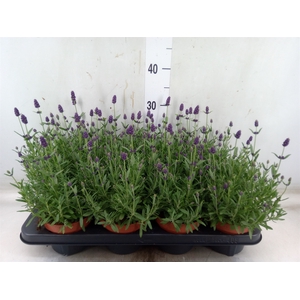 Lavandula angus. 'Hidcote'