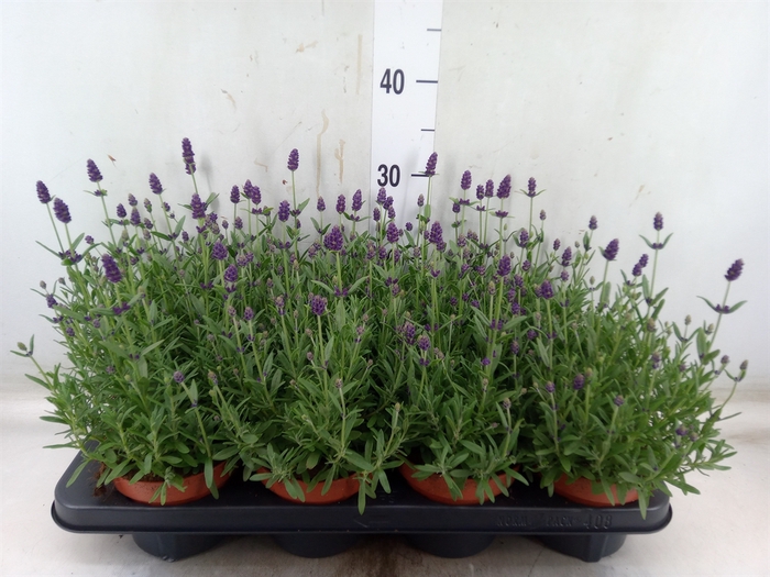 <h4>Lavandula angus. 'Hidcote'</h4>