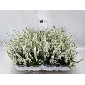 Calluna vulg. 'Beauty L Verenka'