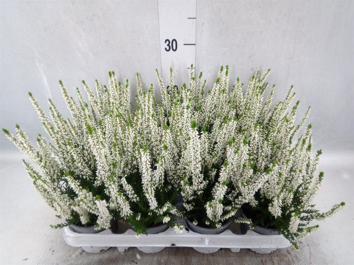 Calluna vulg. 'Beauty L Verenka'