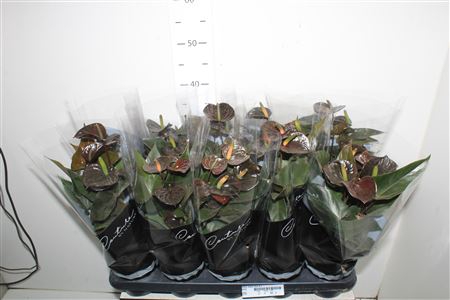 <h4>Anthu Black Love 4+</h4>