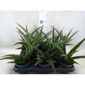 Sansevieria trifa.   ...