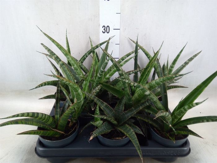 <h4>Sansevieria trifa.   ...</h4>