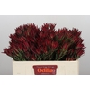 Leucadendron Blush Spray