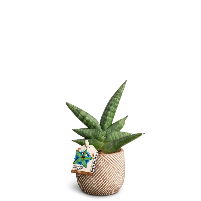 <h4>SANSEVIERIA BONCELLENSIS P7 GRVE</h4>