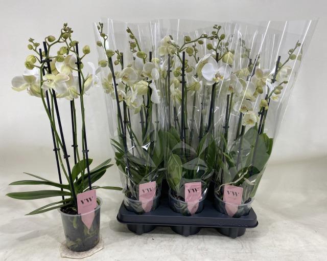 <h4>PHAL AN INVERNESS</h4>