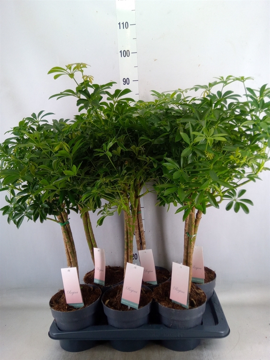 <h4>Schefflera arbor. 'Luseana'</h4>