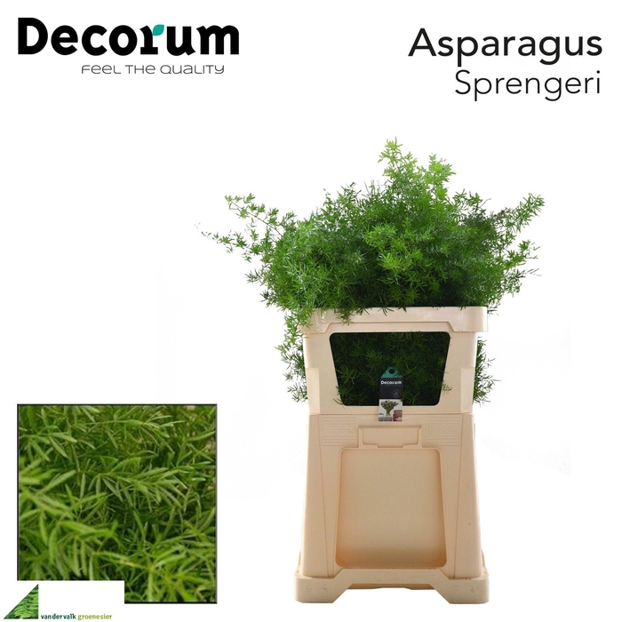 <h4>ASP DENS SPRENGERI</h4>