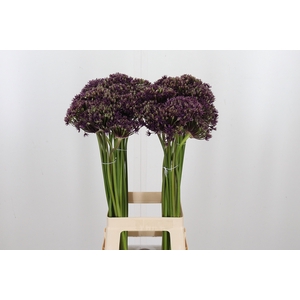 Allium Miami