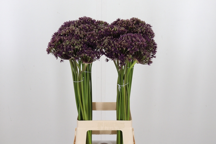 <h4>Allium Miami</h4>