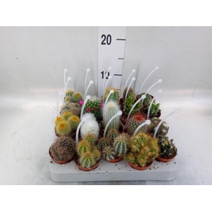 Cactus   ...mix