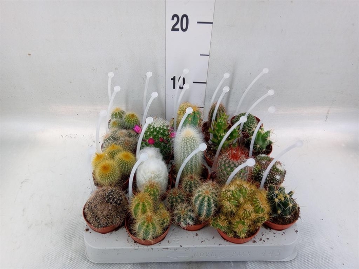 <h4>Cactus ...mix</h4>